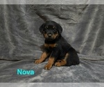 Small #1 Rottweiler