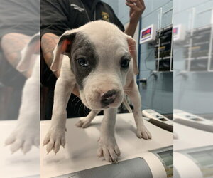American Pit Bull Terrier-Unknown Mix Dogs for adoption in Corpus Christi, TX, USA