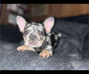 Dachshund Puppy for sale in PENSACOLA, FL, USA