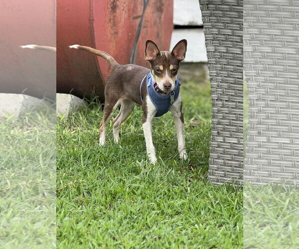 Medium Photo #7 Jack Chi Puppy For Sale in Holly Springs, NC, USA