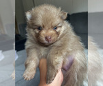 Small Photo #4 Pomeranian Puppy For Sale in KEYSER, WV, USA