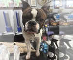 Small Photo #1 Boston Terrier Puppy For Sale in CRYSTAL, MN, USA