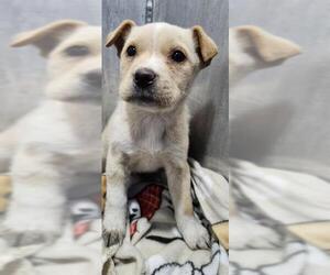 Labrador Retriever-Unknown Mix Dogs for adoption in San Antonio, TX, USA