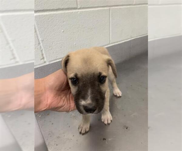 Medium Photo #1 Black Mouth Cur-Unknown Mix Puppy For Sale in Corpus Christi, TX, USA