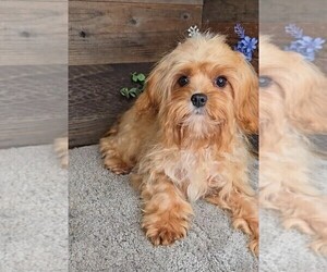 Cavapoo Puppy for sale in JASONVILLE, IN, USA