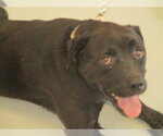 Small Labrador Retriever