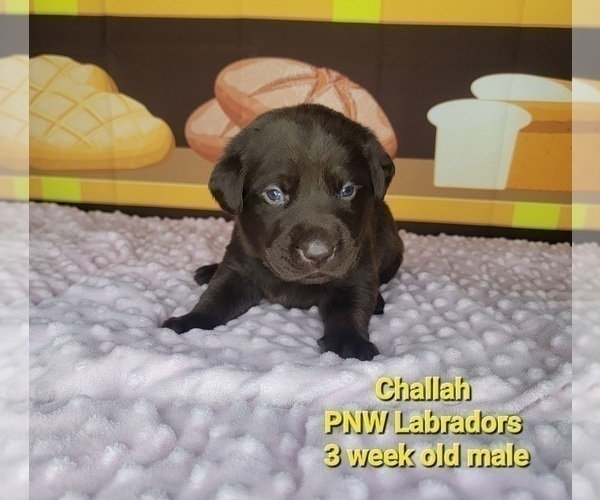 Medium Photo #5 Labrador Retriever Puppy For Sale in ROGUE RIVER, OR, USA
