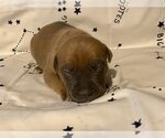 Small Photo #10 American Pit Bull Terrier-Unknown Mix Puppy For Sale in Derwood, MD, USA