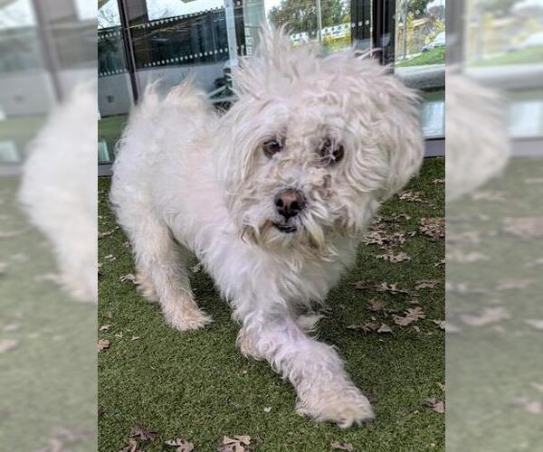 Medium Photo #1 Poodle (Miniature) Puppy For Sale in San Martin, CA, USA