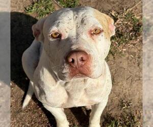 Mutt Dogs for adoption in Tulsa, OK, USA