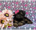Small Photo #6 Poodle (Miniature) Puppy For Sale in STRASBURG, PA, USA