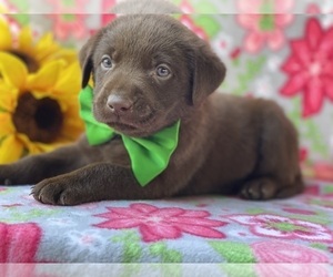 Labrador Retriever Dog for Adoption in LANCASTER, Pennsylvania USA