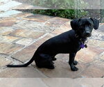 Small Photo #10 Chiweenie Puppy For Sale in Boonton, NJ, USA