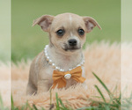 Puppy Papi Chihuahua