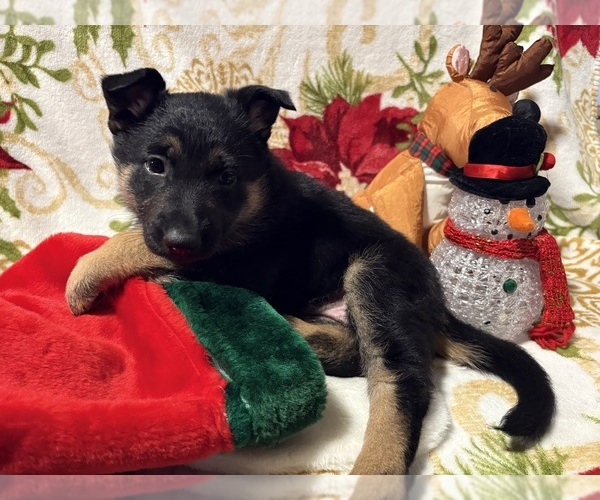 Medium Photo #1 German Shepherd Dog Puppy For Sale in EUGENE, OR, USA