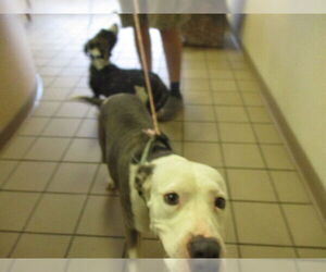 Staffordshire Bull Terrier Dogs for adoption in Ocala, FL, USA