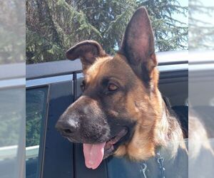 German Shepherd Dog Dogs for adoption in Cupertino, CA, USA