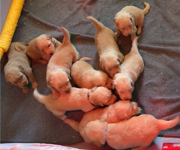 Medium Photo #5 Golden Retriever Puppy For Sale in STARKVILLE, MS, USA