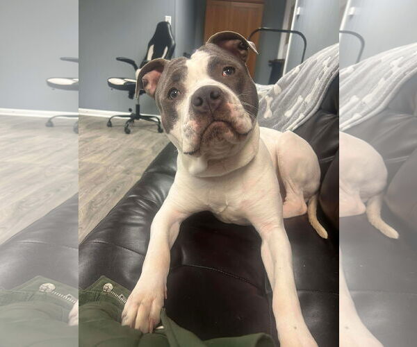 Medium Photo #3 Mutt Puppy For Sale in Duluth, MN, USA