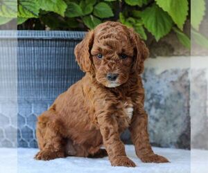 Cavapoo Puppy for sale in EAST EARL, PA, USA