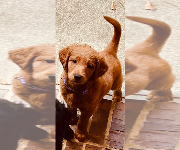 Medium Photo #2 Golden Mountain Doodle  Puppy For Sale in COLUMBIA, MO, USA
