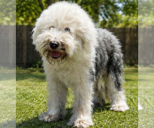 Medium Photo #1 Mutt Puppy For Sale in Minneapolis, MN, USA