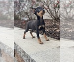 Small Photo #6 Miniature Pinscher Puppy For Sale in CANOGA, NY, USA