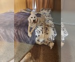 Small Photo #1 Goldendoodle (Miniature) Puppy For Sale in GREELEY, CO, USA