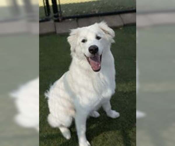 Medium Photo #1 Great Pyrenees Puppy For Sale in Croydon, NH, USA