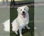 GOOFY - Male Great Pyrenees Dog for Adoption - Small photo