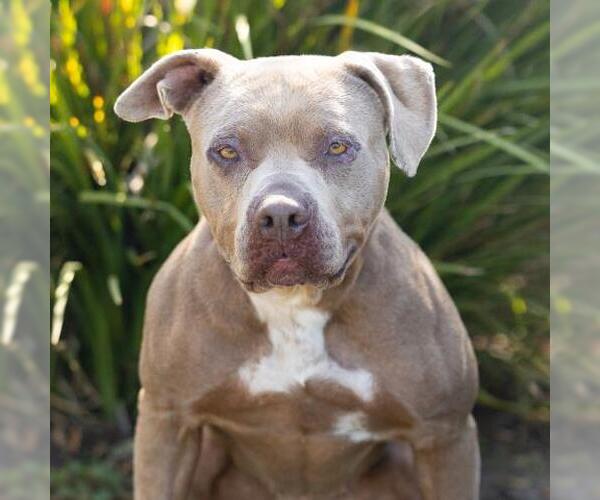 Medium Photo #3 Mutt Puppy For Sale in Camarillo, CA, USA