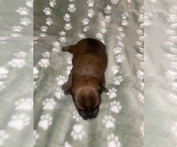 Medium Photo #13 Yorkshire Terrier Puppy For Sale in SAN ANTONIO, TX, USA