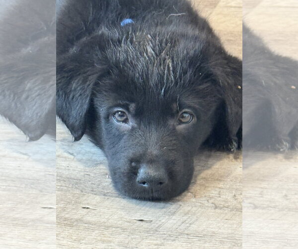 Medium Photo #2 Labrador Retriever-Unknown Mix Puppy For Sale in San Diego, CA, USA