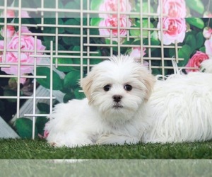 Shih Tzu Puppy for sale in MARIETTA, GA, USA