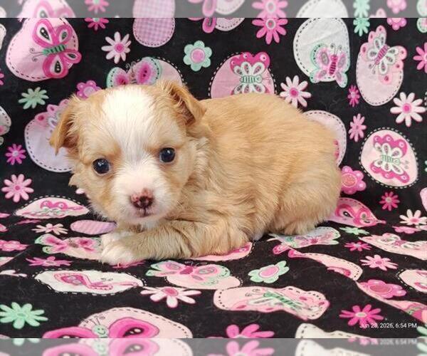 Medium Photo #3 Chihuahua Puppy For Sale in BOSTON, MA, USA