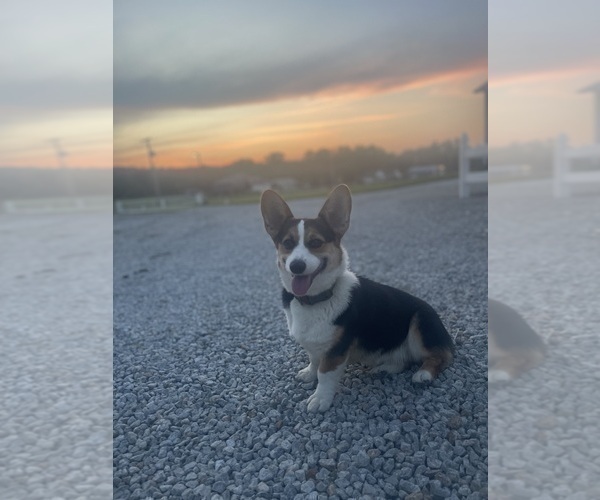 Medium Photo #1 Pembroke Welsh Corgi Puppy For Sale in INDEPENDENCE, MO, USA