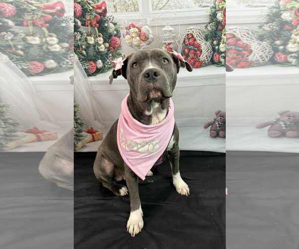 Medium Photo #5 Staffordshire Bull Terrier-Unknown Mix Puppy For Sale in Germantown, OH, USA