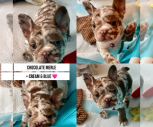 French Bulldog Puppy for sale in SAN ANTONIO, TX, USA