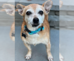 Small #2 Chihuahua Mix