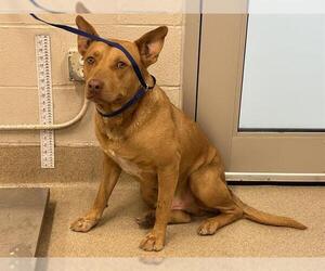 American Staffordshire Terrier-German Shepherd Dog Mix Dogs for adoption in Grand Prairie, TX, USA