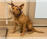Small American Staffordshire Terrier-German Shepherd Dog Mix