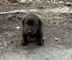 Small Photo #12 Labrador Retriever Puppy For Sale in COLFAX, CA, USA