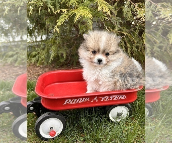 Medium Photo #2 Pomeranian Puppy For Sale in MIDDLEBURY, IN, USA