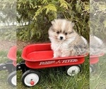 Small Photo #2 Pomeranian Puppy For Sale in MIDDLEBURY, IN, USA