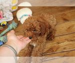 Small #6 Cavapoo