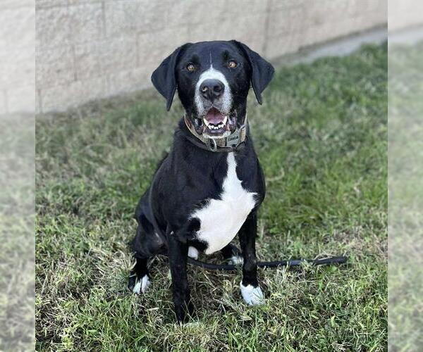 Medium Photo #1 Labrador Retriever-Unknown Mix Puppy For Sale in Modesto, CA, USA