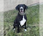 Small Labrador Retriever Mix