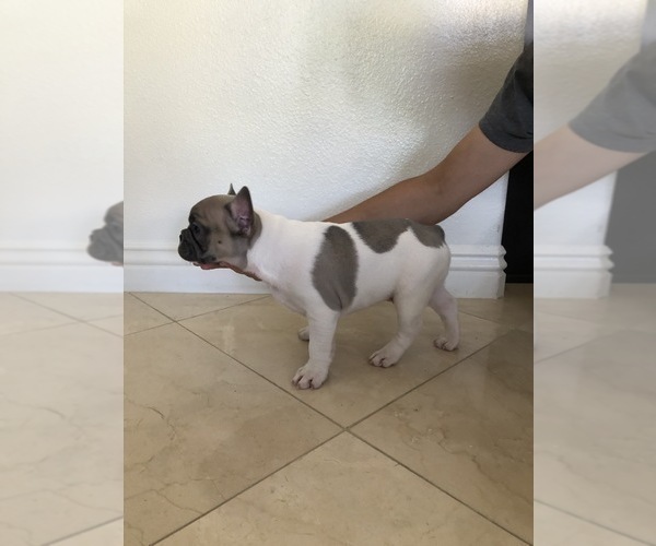 Medium Photo #2 French Bulldog Puppy For Sale in YORBA LINDA, CA, USA