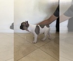 Small Photo #2 French Bulldog Puppy For Sale in YORBA LINDA, CA, USA