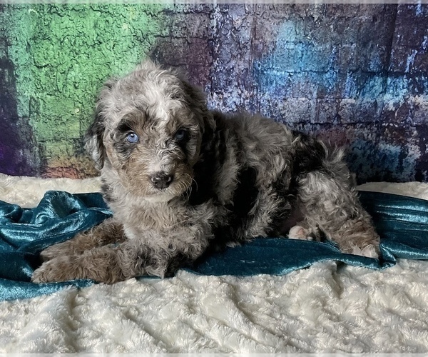 Medium Photo #1 Miniature Australian Shepherd-Miniature Bernedoodle Mix Puppy For Sale in BLUE SPRINGS, MO, USA